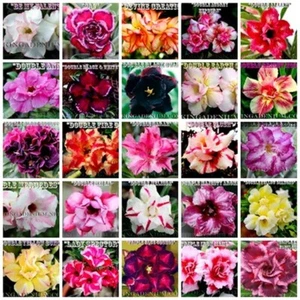 ADENIUM OBESUM DESERT ROSES DOUBLE / TRIPLE FLOWERS MIXED ASSORTED 100 SEEDS #1 - Picture 1 of 8