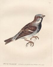 1797 Antique Engraving - William Lewin - "House Sparrow" - Superb Hand Coloring 