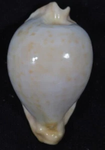 CYPRAEA CAPRICORNICA GLOBOSE FORM - Picture 1 of 2