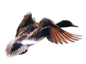 Right Turn Mallard Duck Window Decal Sticker Decals Fit Car Truck SUV Jeep - Picture 1 of 3