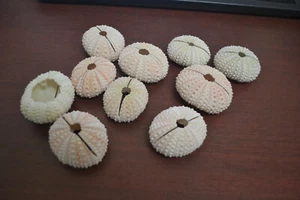 75 PCS PINK SEA SHELL SEASHELL URCHINS BEACH WEDDING PLACE CARD HOLDER  - Picture 1 of 2