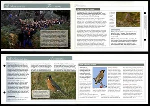 Twitching - Birds & You - Birds Of Britain Atlas Editions Fold Out Card - Picture 1 of 1