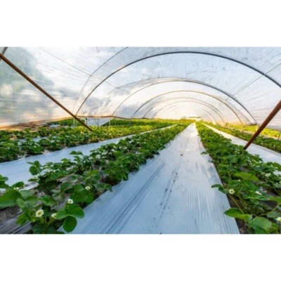 Farm Plastic Supply - 4 Year UV Resistant 8 mil Heavy Duty Clear Greenhouse Film - Image 1 of 4