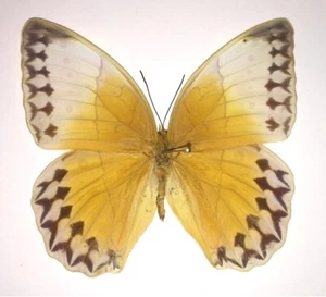 Stichopthalma louisa louisa - Unmounted Butterfly - Picture 1 of 2
