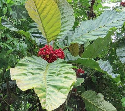 Pentagonia macrophylla | Large-Leaved Pentagonia | 5 Seeds - Image 1 of 4