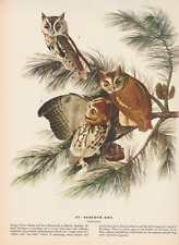 Screech Owl and Long-Billed Marsh Wren 1942 Birds Print Lithograph Audubon Art