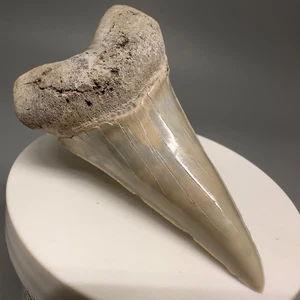 Huge Lower 2.79" Fossil EXTINCT MAKO Shark Tooth - Aurora, NC - Picture 1 of 5
