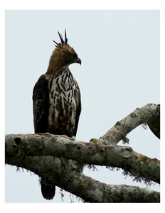 "Wildlife Hawk - 8x10 impresión fotográfica en 8,5"" x 11" - Imagen 1 de 1