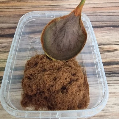 Platycerium ridleyi - Esporas (semillas de helecho) con instrucciones (alemán o inglés)  - Imagen 1 de 4