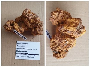 Koprolith Madagaskar 72,4mm - Bild 1 von 1