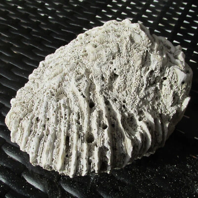 SCHÖNE KORALLE - MEERWASSER - ECHTKORALLE - KOSTENLOSE LIEFERUNG - Bild 1 von 4