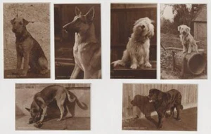 Postales de perros RP x 6. Airedale, Terranova, Alsación, etc. - Imagen 1 de 1
