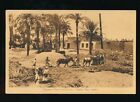 Egypt Egyptian Types and Scenes Native Hay Cutters c1900/20s? PPC