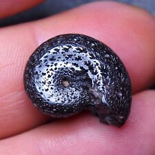 22 mm Ammonit Hämatit Marokko Jurassic Fossil Ammoniten 6