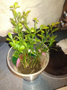 Rare Flying Dragon trees  Trifoliate Orange  12" + 3 for 50 or 20 each . Healthy - Picture 1 of 10