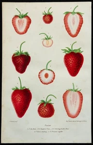 1864 - Variétés de Fraises - Gravure en couleurs de fruits - Pomologie & Fraise - Foto 1 di 3