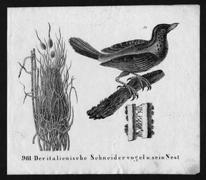 1830 - Schneidervogel Songbird Bird Lithography Lithograph - Picture 1 of 1