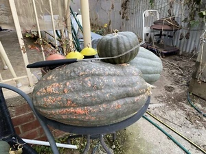 Bohemian / Bohemian Cross Heritage Pumpkin 15+ Seeds + 20 Mixed Pump Seeds - Picture 1 of 12