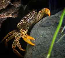 3/5/10/20x Panther Freshwater Crab Koi Kompanion Free Shipping