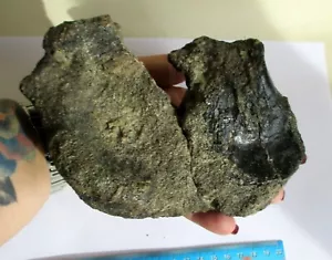 Iguanodon Dinosaur rare fossil partial Vertebra bone Isle of Wight UK - Foto 1 di 7