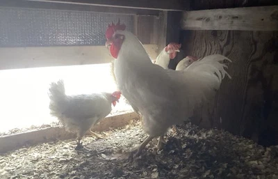 8+ White Leghorns Hatching Eggs NPIP Certified - Image 1 of 3