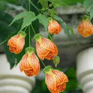 Fuchsia Seeds Attracts Bees & Hummingbirds Deciduous Shrub Low Maintenance - Picture 1 of 5