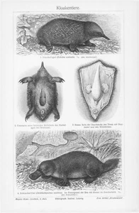 1905 SPINY ANTEATER PLATYPUS ENGRAVING ILLUSTRATION PRINT 1 Page - Picture 1 of 3