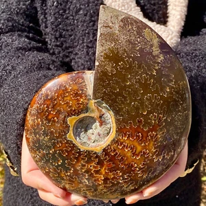 Muestra mineral de caracola rara de 2,31 lb - Colección de cristal natural del océano - Imagen 1 de 11