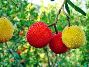 300 Semillas Madroño - arbutus unedo - Strawberry Fruit Seeds