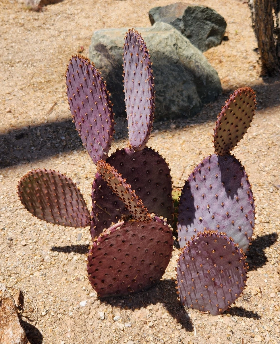 3 Large Pads Of Spineless Prickly Pear Cactus (Opuntia) – Cacanapa Ellisiana, Cold & Drought Tolerant