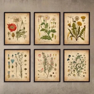 Bild Poster Deko Geschenk 25 20 Plant floral vintage botanisch Kräuter Garten Se - Bild 1 von 4