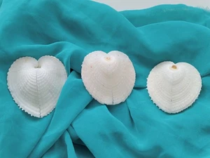 White Large Heart Exotic Rare Sea Shell for Curiosity Cabinet Creative Projects - Picture 1 of 10