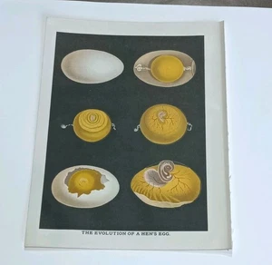 1903 Evolution of a Hen’s Egg Antique Lithograph – Embryology Poultry Science... - Picture 1 of 3