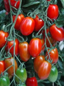 Red Plum Tomato 15 Seeds Given UK SELLER
