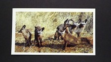1 x Grandee Cigar card African Wildlife Bat-Eared Fox ± No 7 ≠ Q29