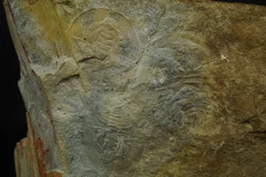 Trilobite / Olenellus Clarki / Latham Formation, California / Cambrian Fossil Sp - Picture 1 of 2