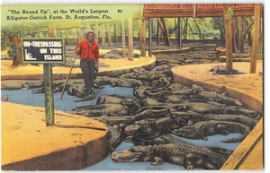 Postal de colección Alligator-Ostrich Farm, St. Augustine, FL Black Americana años 40 - Imagen 1 de 2