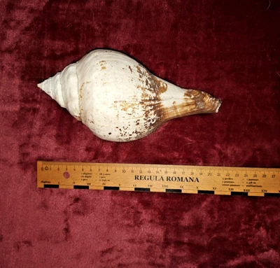 # grosse Turbinella pyrum -  "Riesenmuschel"  - 20,5 cm ! - 0,69 kg ! # - Bild 1 von 4