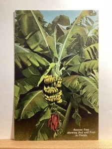 Banana Tree Showing Bud and Fruit: - Vintage Postcard - Picture 1 of 3