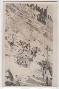 Großes Hornschaf Widder am Hang im Winter Neuschnee RPPC Echtfoto Postkarte - Bild 1 von 2