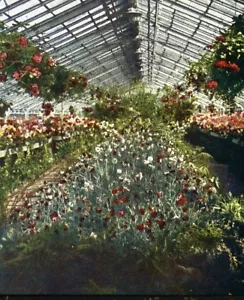Germany Frankfurt Garden Old Autochrome on Paper from Hans Hildenbrand 1910 - Picture 1 of 3