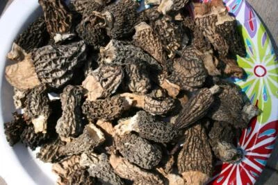 2024 Fresh Picked Sun Dried MONTANA MOREL MUSHROOMS 2 ounces - Image 1 of 2