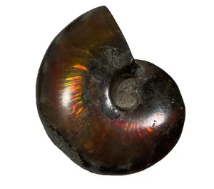 Large Rainbow Ammonite Fossil From Madagascar Cretaceous - Picture 1 of 4