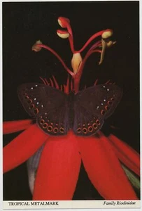 Mariposa marca de metal tropical, Riodinidae - Postal - Imagen 1 de 2