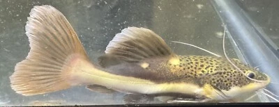 LIVE TROPICAL Fish-ShortBody Redtail catfish 8 In Phractocephalus hemioliopterus - Image 1 of 4