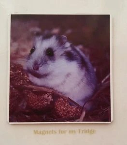 HAMPSTER FRIDGE MAGNET - M514 F - CLEARANCE ITEM - Picture 1 of 1