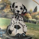 Spotted On The Sideline Dalmatian Dog /Puppy Collectors Plate & Stand .