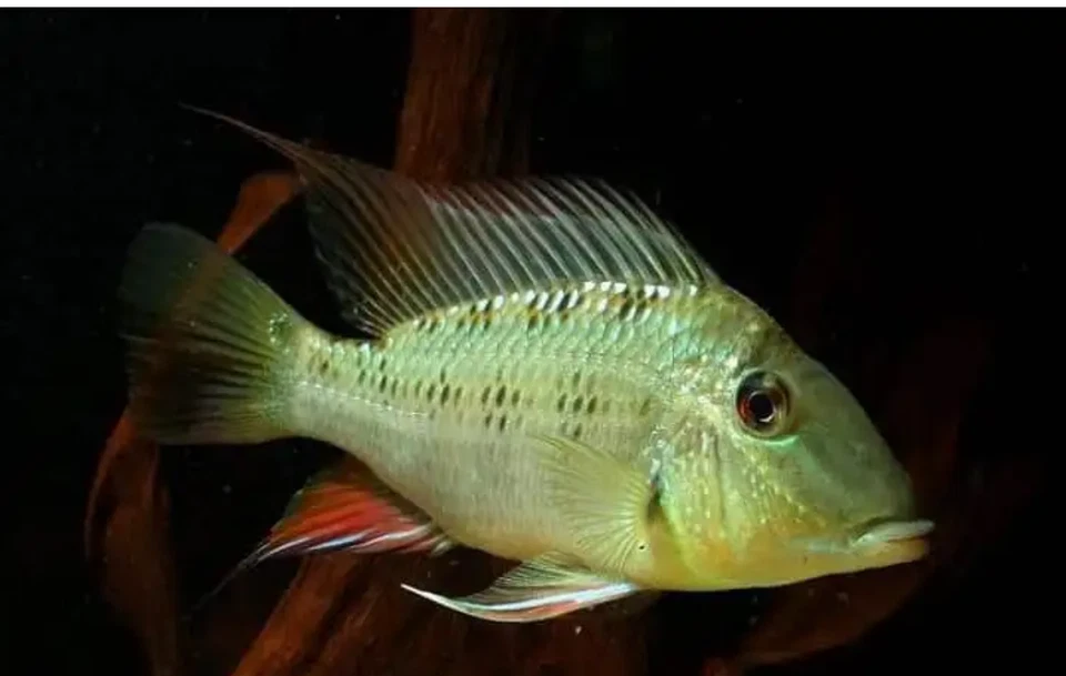 Geophagus Pappaterra RARE 3-4"" GROUP OF 3! SOUTH AMERICAN CICHLIDS - Image 1 of 1