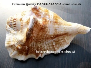 PANCHAJANYA POOJA SOUND SHANKH CONCH LORD KRISHNA SHANKHA 5.5INCH~DIVINE WORSHIP - Picture 1 of 4