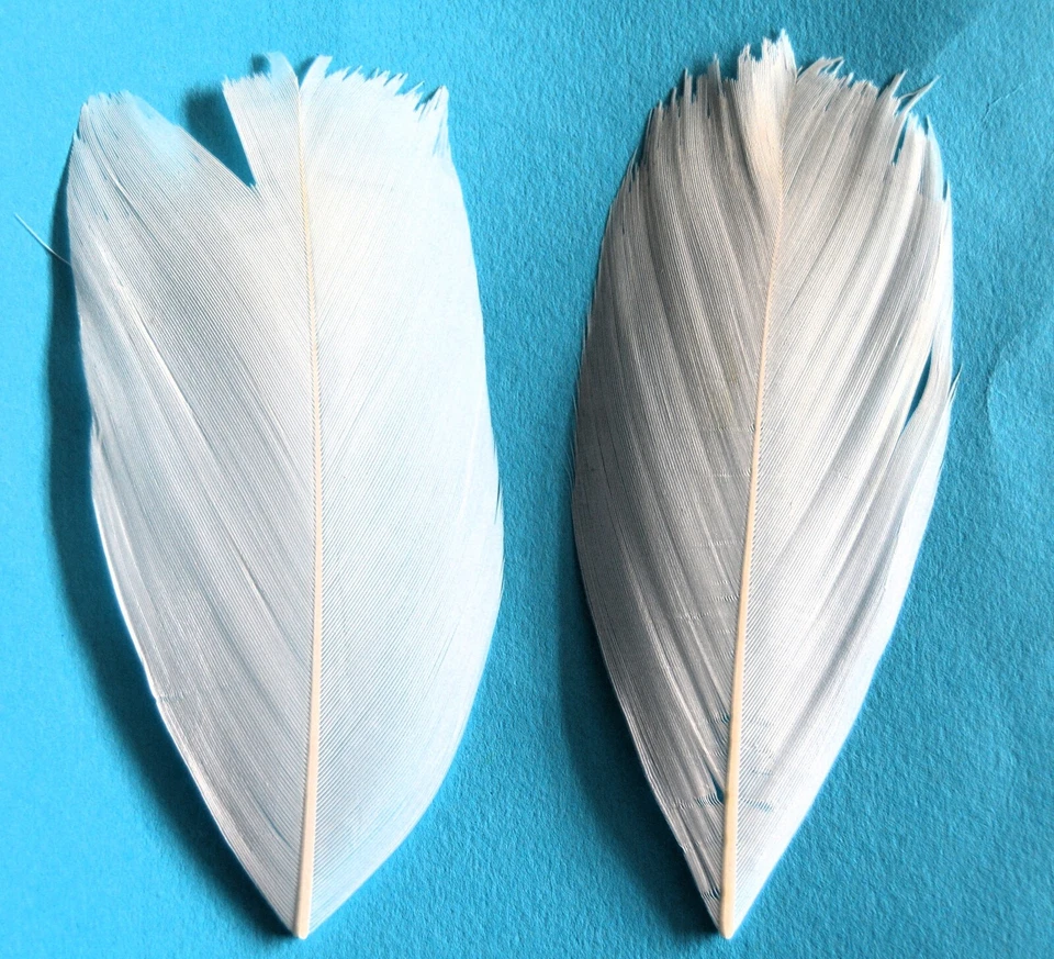 Pair Turkey Tail Feathers Natural White - Image 1 of 1